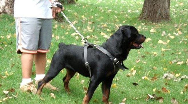 A good harness for a Rottweiler