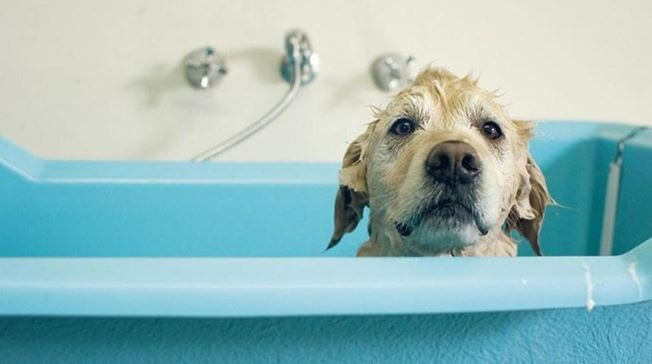 Bathing your pup- How to do