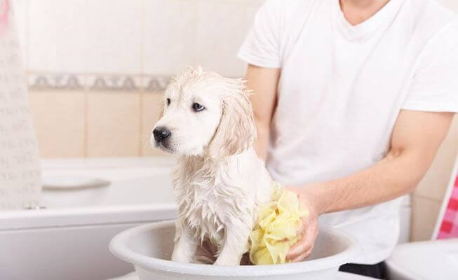 How often you should clean a dog