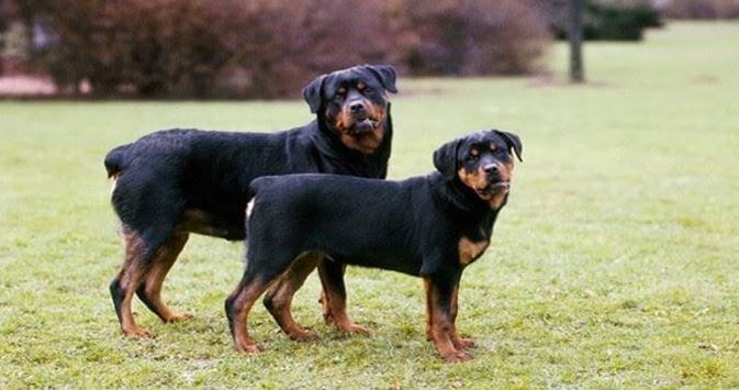 Rottweiler large breed dog