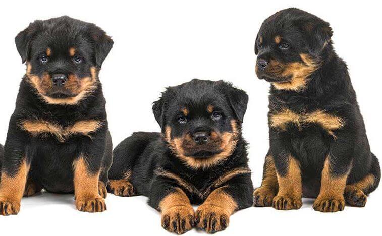 The Answers To Your Rottweiler Questions