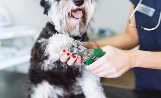 Trim your dogs nail