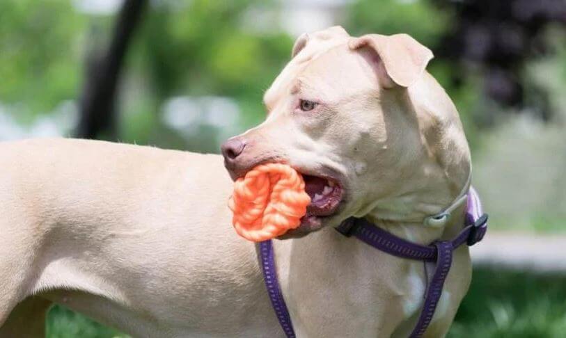 Best Toy Brands for Pitties