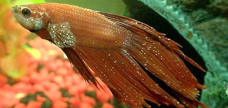 Diseases of betta fish
