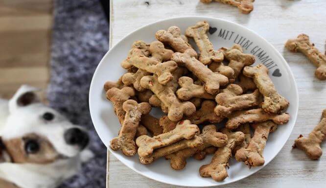 Healthy food for dogs