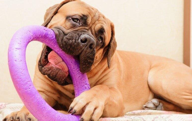 Indestructible toys for dogs