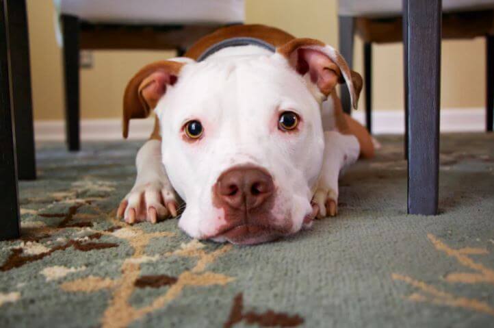 Items Before Welcoming a Pitty Pup