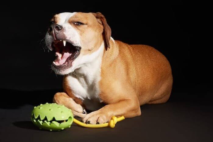 Most Durable Dog Toys