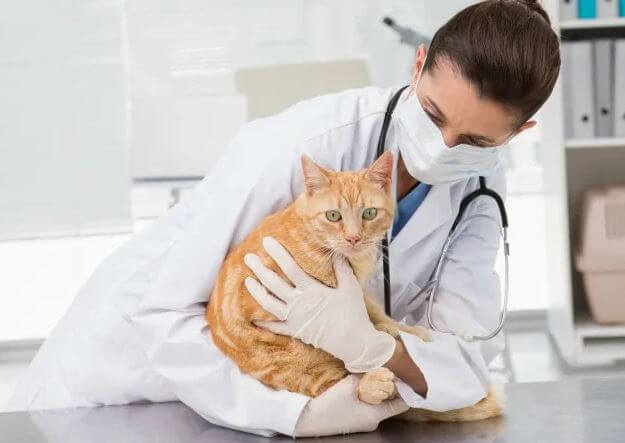 Types of cat Insurance