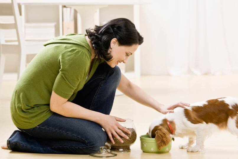 What is pet sitter insurance