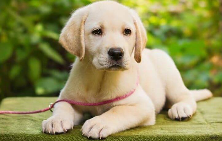 train a 5-month female puppy