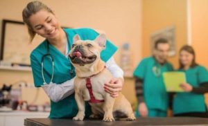 Healthy Paws Pet Insurance Review