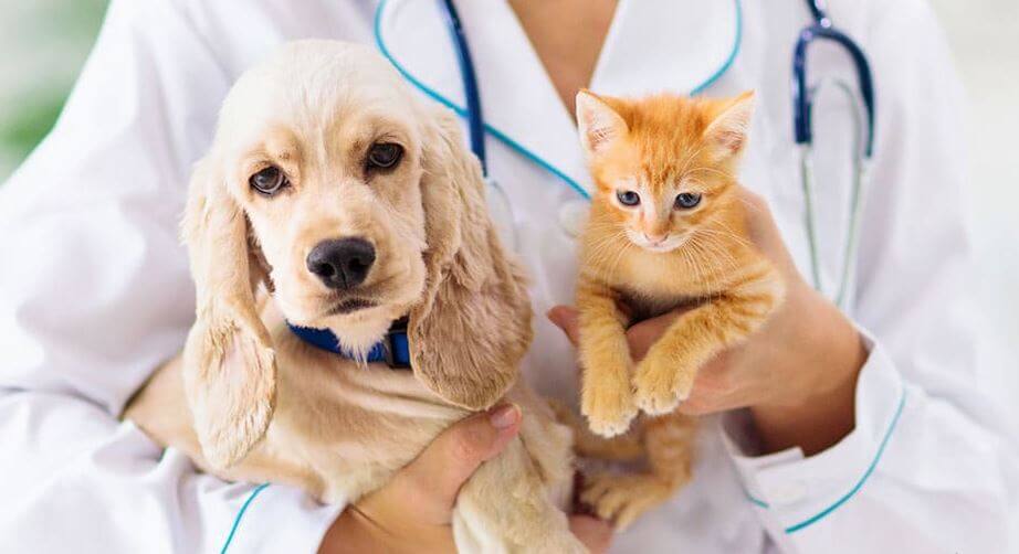 How does National Pet Insurance work