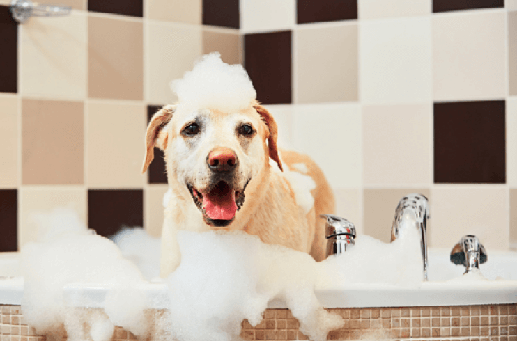 Dog Whitening Shampoo